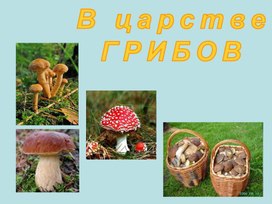 К уроку в царстве грибов