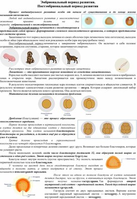 Эмбриональный период развития.  Постэмбриональный период развития