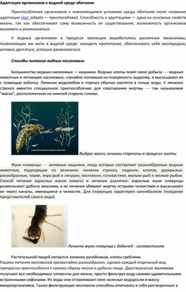 Обложка для материала Адаптация организмов к водной среде обитания