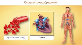 Обложка для материала Система кровообращений