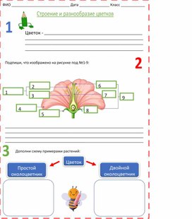Обложка для материала рабочий лист к уроку "Строение и разнообразие цветков"