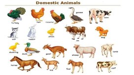 Обложка для материала Тема Animals. 5 класс. Описание животного (презентация)