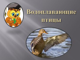 Презентация на тему: "Водоплавающие птицы".