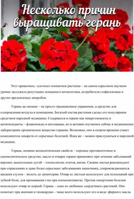 Обложка для материала Герань на окошке – не просто традиционное украшение, а средство для оздоровления воздуха в помещении.