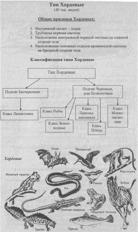 Материал к урокам  биологии