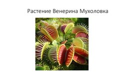 Обложка для материала Растение Венерина Мухоловка