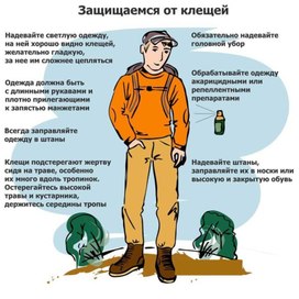 Обложка для материала защищаемся от клещей