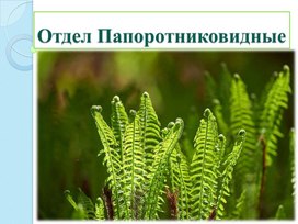 Презентация по биологии на тему " Отдел Папоротниковидные" (7 класс)