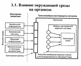 Обложка для материала материал по психофизиологии