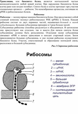 Биология. Подготовка ЕГЭ по теме " Биосинтез белка".