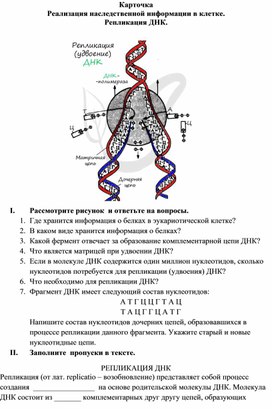 Репликация ДНК