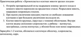 Практическая работа «Хромопласты в клетках мякоти зрелых плодов»