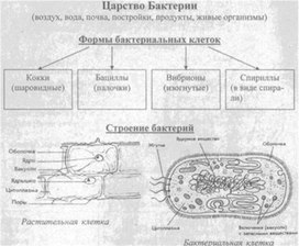 Материал к урокам  биологии