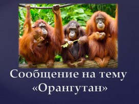 Обложка для материала Методический материал "Сообщение по теме "Орангутан"