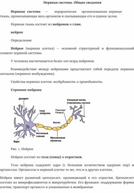 Нервная система человека. Общие сведения