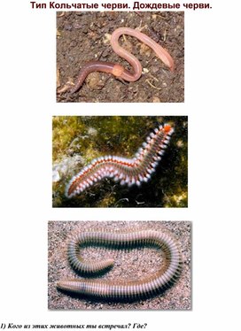 Материал к уроку биологии "Тип Кольчатые черви. Дождевой червь" для ученика с РАС (7 класс)