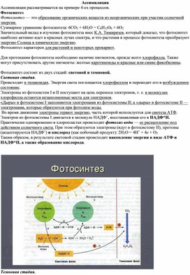 Фикус нельзя ставить в спальне – мнение моей приятельницы. Кто прав?