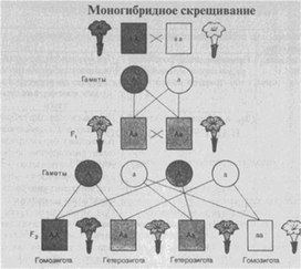 Материал к урокам  биологии