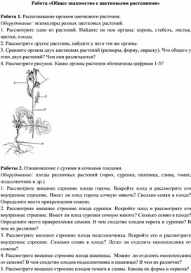 Задания к уроку по теме "Общее знакомство с цветковым растением"