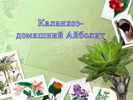 Презентация по окружающему миру "Каланхоэ-домашний Айболит"