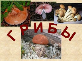 Шляпочные грибы, 6 класс