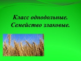 Презентация по биологии на тему "Семейство злаковые" 6класс