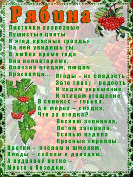 Обложка для материала рябина
