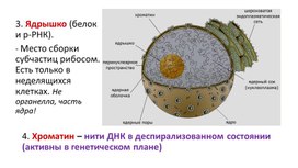 Презентация 10 класс "Двумембранные органоиды клетки"