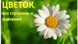 Обложка для материала Удивительное создание природы: Цветок. Биология 6 класс.