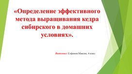 Определение эффективного метода выращивания кедра сибирского в домашних условиях? презентация