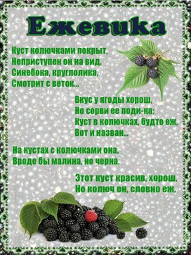 Обложка для материала ежевика