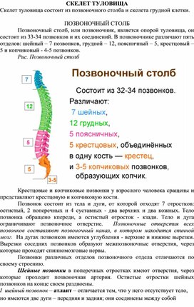 Обложка для материала скелет туловища