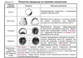 Обложка для материала Биология в таблицах