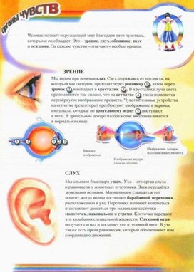 Обложка для материала органы чувств