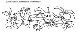 Обложка для материала какое насекомое  спряталось