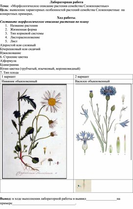 Лабораторная работа по теме "Морфологическое описание растения семейства Сложноцветные"