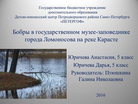 Бобры в государственном музее-заповеднике города Ломоносова на реке Карасте