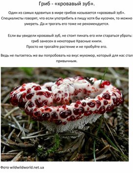 Обложка для материала Гриб - «кровавый зуб».
