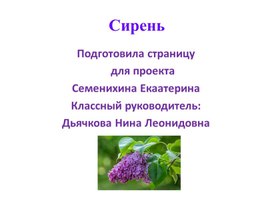 Сирень