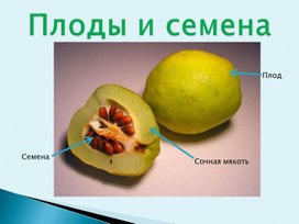 Презентация на тему "Плоды и семена" (6 класс, биология)
