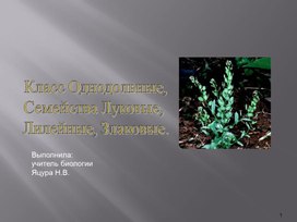 Презентация по биологии на тему "Семейства Лилейные и Злаковые"