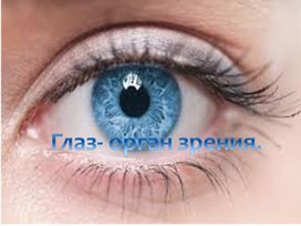 Обложка для материала Орган зрения