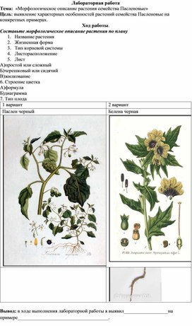 Лабораторная работа "Морфологическое описание растения семейства Пасленовые"