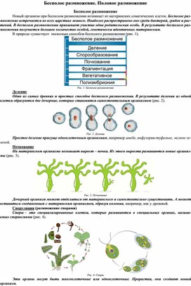 Бесполое размножение. Половое размножение