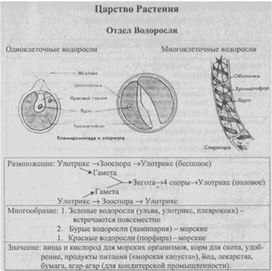 Материал к урокам  биологии