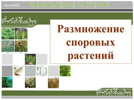 Размножение споровых растений