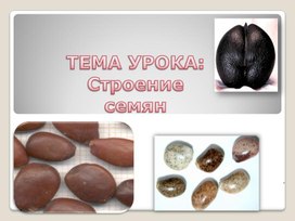 Обложка для материала Методическая разработка стоение семян 7 класс