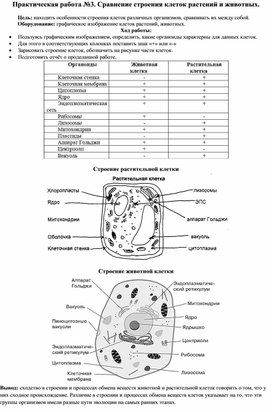 Практическая работа №3. Сравнение строения клеток растений и животных