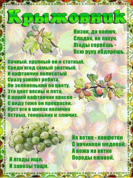 Обложка для материала крыжовник
