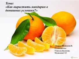 Исследовательская работа. Можно ли вырастить мандарин в домашних условиях?